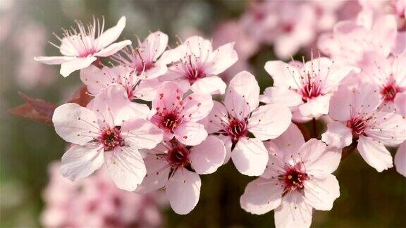 花园里一棵果树上盛开的粉红色花朵风轻轻地吹动花茎在背景蓝色的天空瞥见春天的太阳