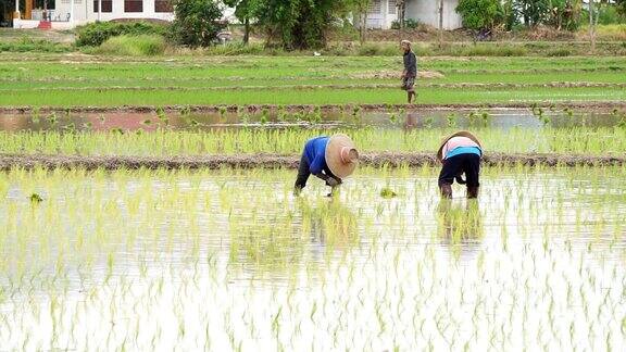 农民通过插秧种植水稻