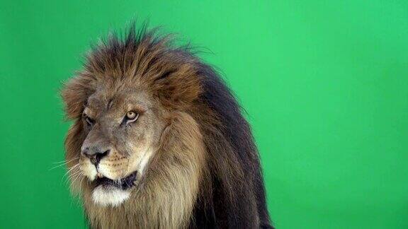 狮子在绿色背景前咆哮