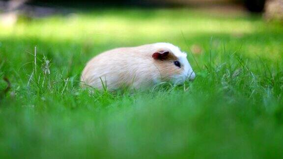草地上的豚鼠