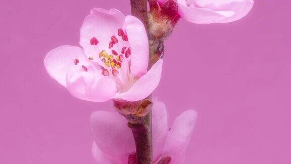 春天的花桃花开在桃枝上粉红色的背景上