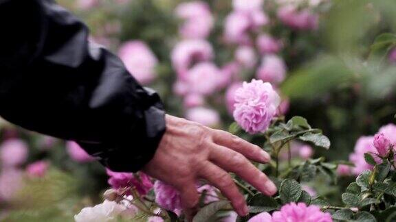 女人用手触摸粉红色的玫瑰花朵