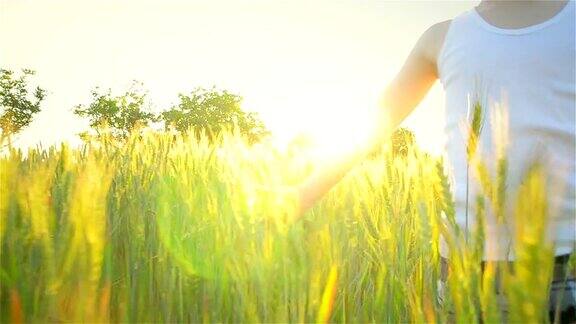 男孩在阳光下抚摸着小麦的小穗