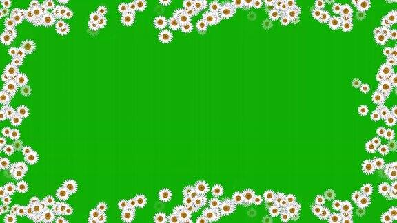 白色雏菊花框架运动图形与绿色屏幕背景