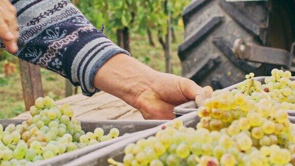 工人们在葡萄园里实时收获新鲜成熟的葡萄