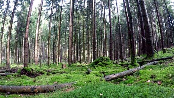 针叶林与云杉木材和苔藓在自然公园Spessart云杉云杉巴伐利亚4K