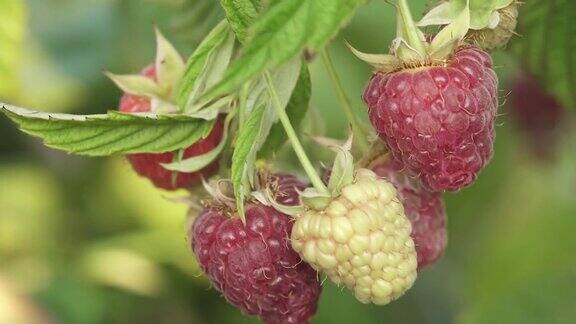 浆果农场成熟的树莓果实在灌木上微距镜头