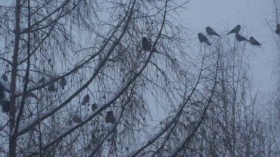 黑乌鸦成群结队光秃秃的树枝冬天树上有许多黑乌鸦
