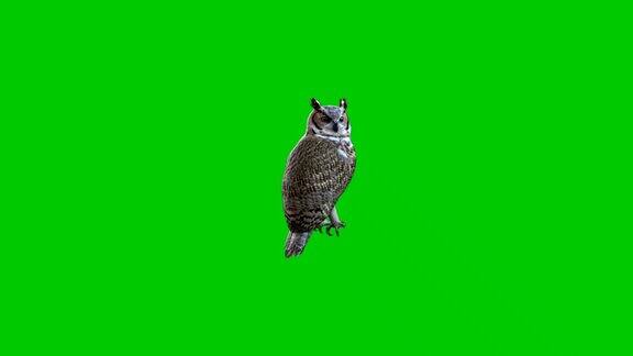 寂静的猫头鹰再次在绿色的屏幕背景下监视情况绿色屏幕背景猫头鹰对象