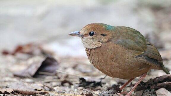 皮塔鸟:成年雌性蓝绒皮塔鸟(尼泊尔水鸟)