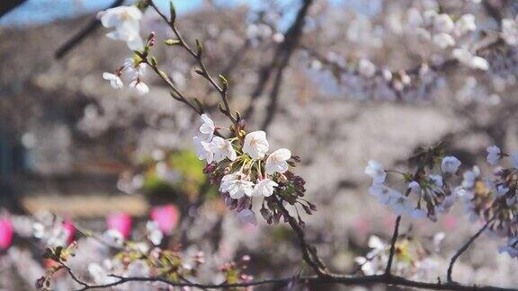 日本东京的樱花