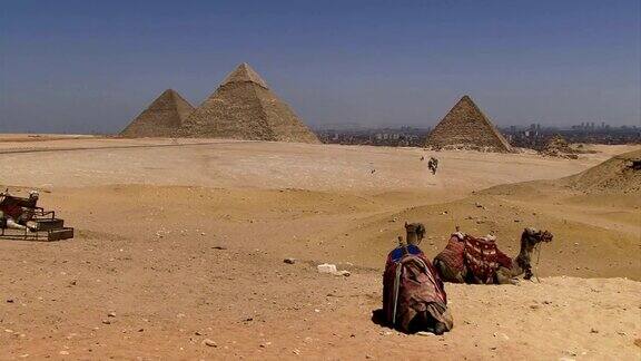 以金字塔为背景的沙漠骆驼