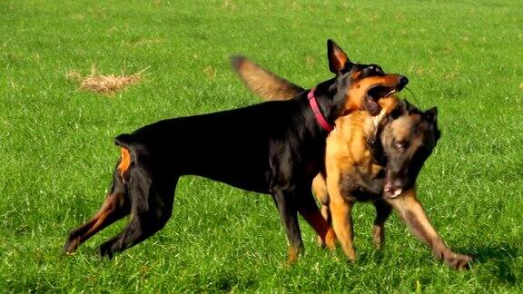 杜宾犬和比利时牧羊犬在绿地上玩耍奔跑