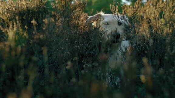 一只躲在灌木丛中的狗