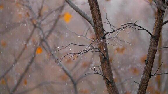 昏暗的晚秋景象光秃秃的树木和飘落的雪花