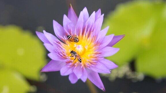 紫莲花和许多蜜蜂