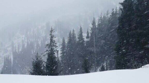 圣诞节期间森林里冬天会下雪