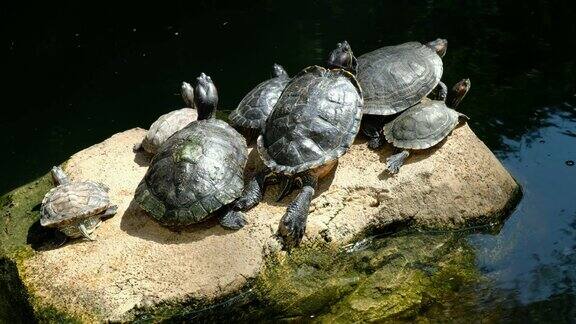乌龟放松和享受阳光