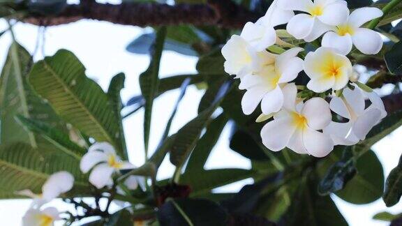 白色plumeria树上开着白色的鸡蛋花或鸡蛋花