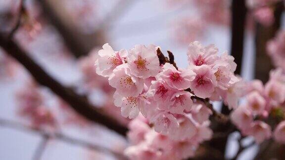 日本樱花视频樱花在春风中摇曳的景色