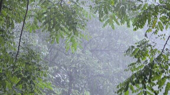 4k的大雨和繁茂的树叶背景