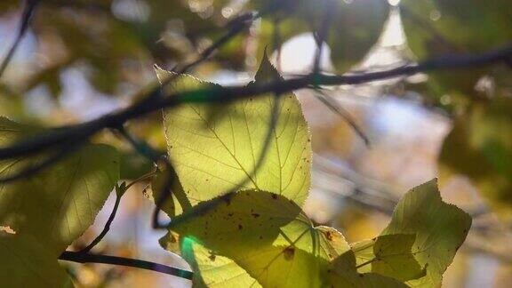 近景深镜头光晕:黄叶在秋风中飘动