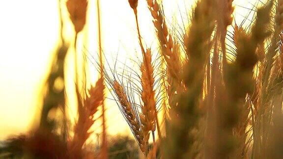 HD:小麦在日落时随风移动(慢镜头)