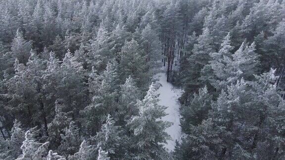 在寒冷的冬日森林里