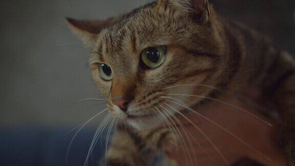 可爱的短毛虎斑猫在室内喵喵叫的肖像
