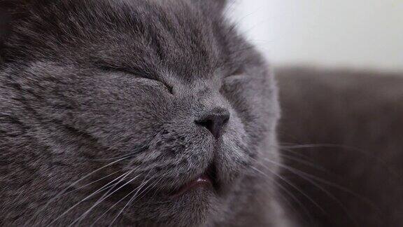 躺着的灰色猫与橙色眼睛的肖像特写英国蓝色短毛猫有选择性的重点