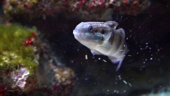 在水中游泳的睡眠带状虾虎鱼沙筛鱼来自太平洋的热带水族馆宠物