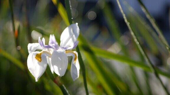 白色鸢尾花盛开园艺在加利福尼亚美国娇嫩的花朵在春天的清晨花园里盛开花瓣上沁出露珠春天的植物群在软焦点自然植物近距离背景