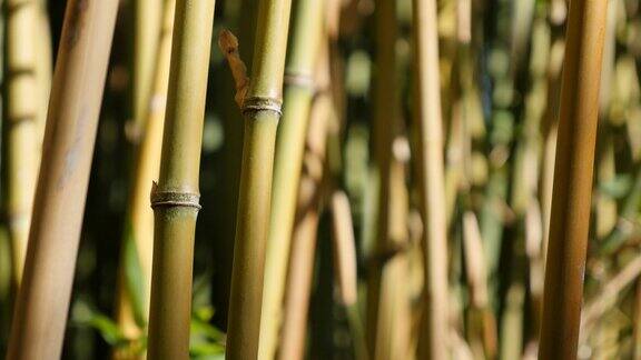 翠绿清新的禾本科竹类植物茎上风力4K
