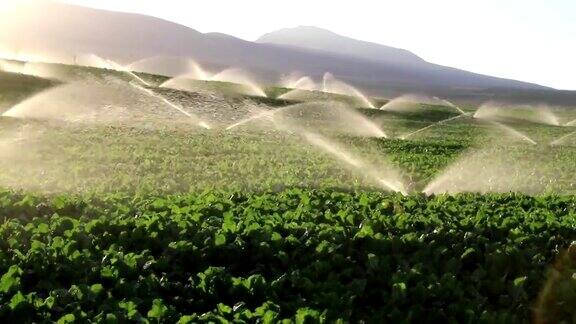 农业洒水器浇灌作物田地