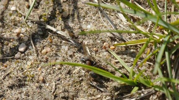 爱沙尼亚一只红蚂蚁扛着一只死蜜蜂趴在地上