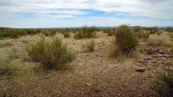 低角度穿越沙漠植被的慢镜头