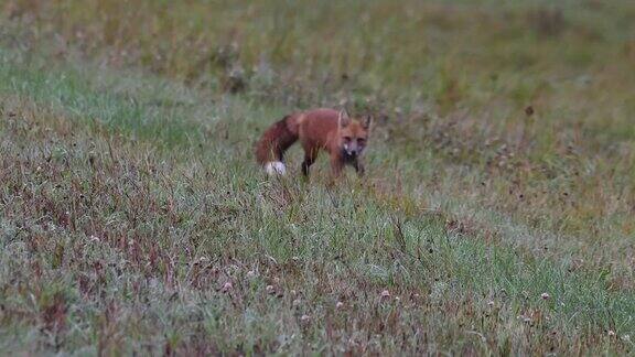 野外的红狐
