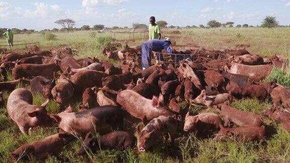 工人们在大草场养猪场喂猪