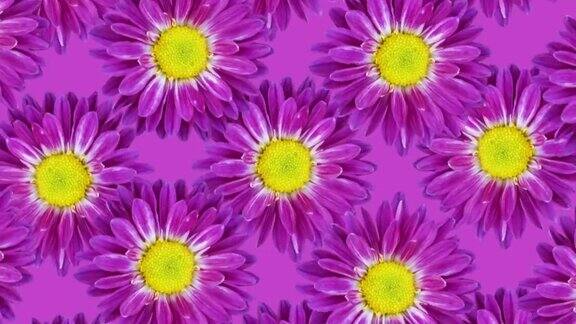 创造性的动画模式菊花在紫罗兰的背景花卉无缝循环动画