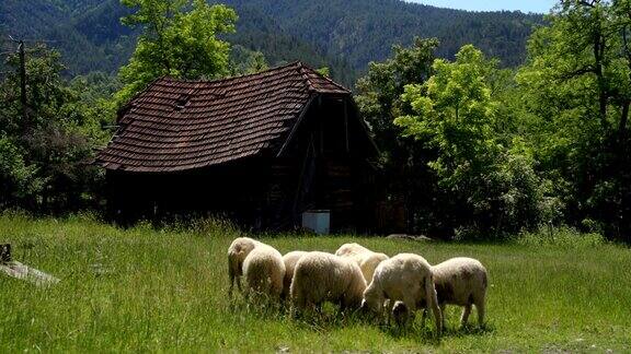 羊吃草的田园风光概念