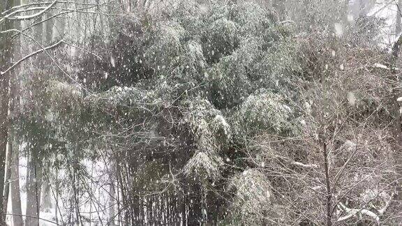 飘落的雪花视频