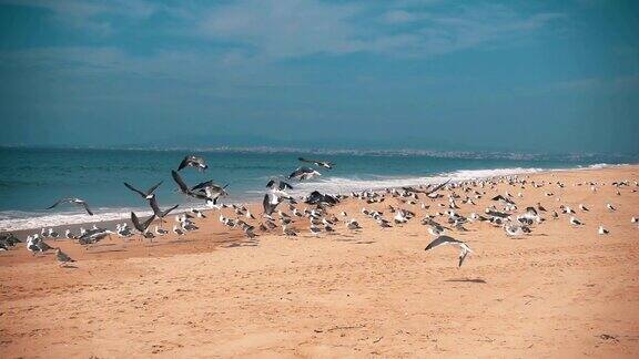 海鸥从海滩起飞