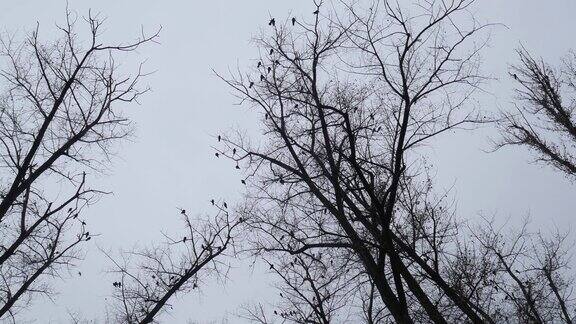 灰暗的天空映衬着树木和乌鸦的阴影