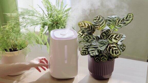 室内植物间的加湿器手动打开家里桌子上的空气加湿器干燥空气的加湿公寓内的湿气增加