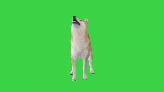 日本柴犬在绿色屏幕上执行命令颜色键