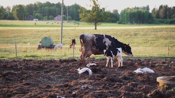 农场里的母牛和它的小牛