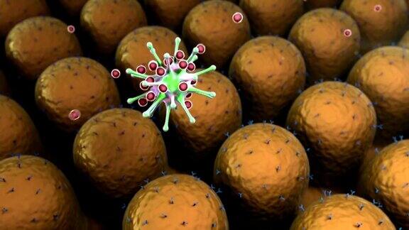病毒脂肪细胞