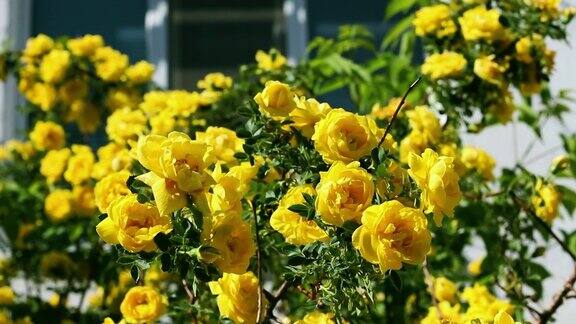 在一个阳光明媚、刮风的日子里黄色的玫瑰开花