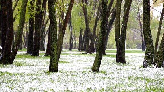 异常的天气春天雪落在绿树上飘落的雪花在草地上的公园里