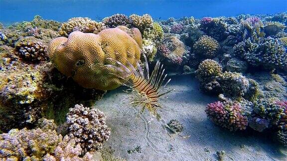 狮子鱼翼鱼在浅水珊瑚礁在红海马萨阿拉姆-埃及